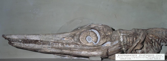 Ichthyosaur fossils