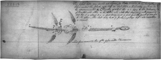 A copy of Mary's drawings of a plesiosaur